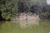 Lake Salvador, the largest oxbow lake in the lower Manu River